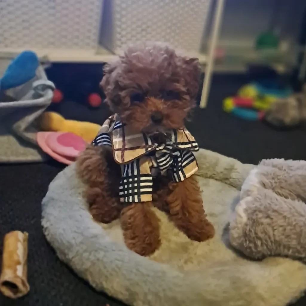 a female cavapoo puppy sitting on a puppy bed - cavapoo puppy for sale
