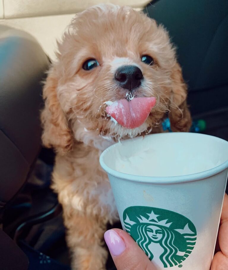 cavapoo puppy eating starbucks - cavapoo puppies for sale