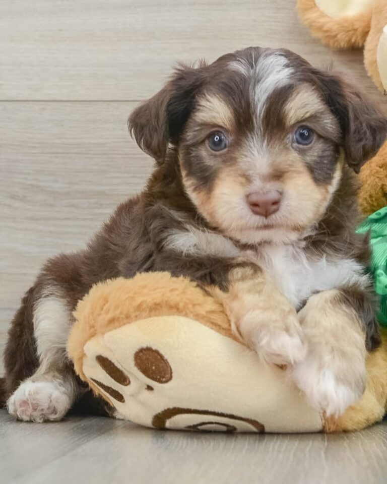 a toy aussiechon puppy laying on the leg of a teddy beer doll- aussiechon puppy for sale