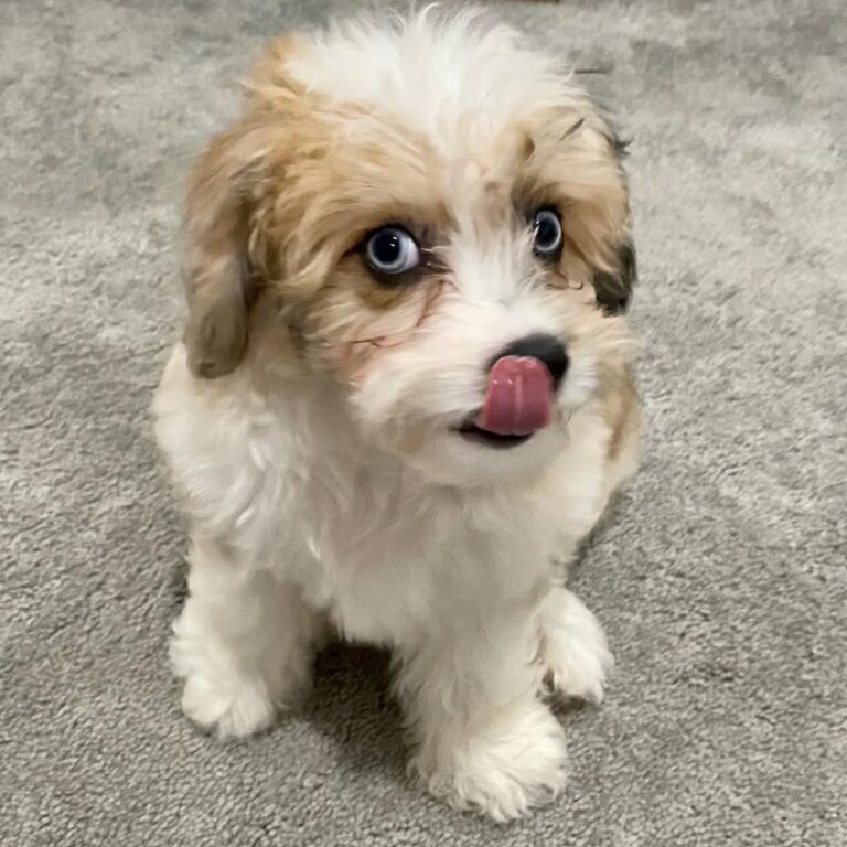 a toy aussiechon puppy with his tongue outside - aussiechon puppies for sale