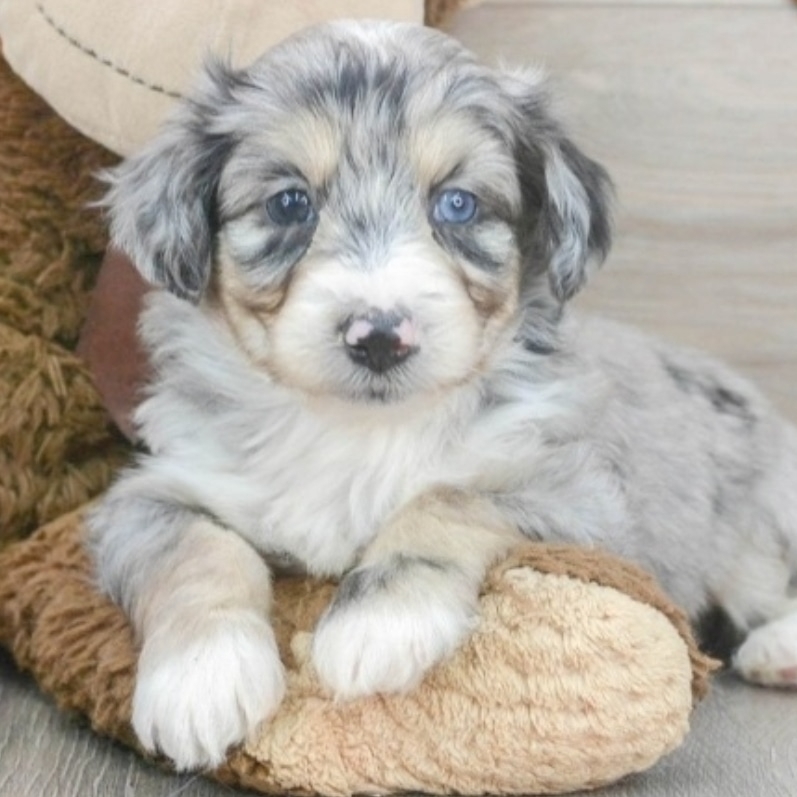 WhatsApp Image 2026-03-29 at 8.34.51 AM (1)