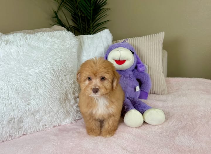 WhatsApp Image 2026-03-29 at 8.34.51 AM (3)