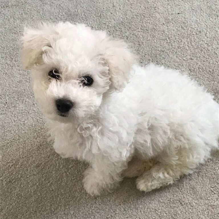 cute bichon frise puppy laying on the carpet in the living room - bichon frise puppy for sale