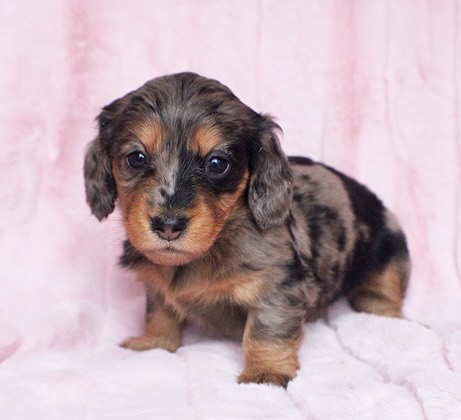 A dachshund puppy in a pink background - dachshund puppy for sale