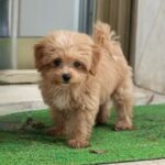 a maltipoo puppy standing outside on a green grass- maltipoo puppy for sale
