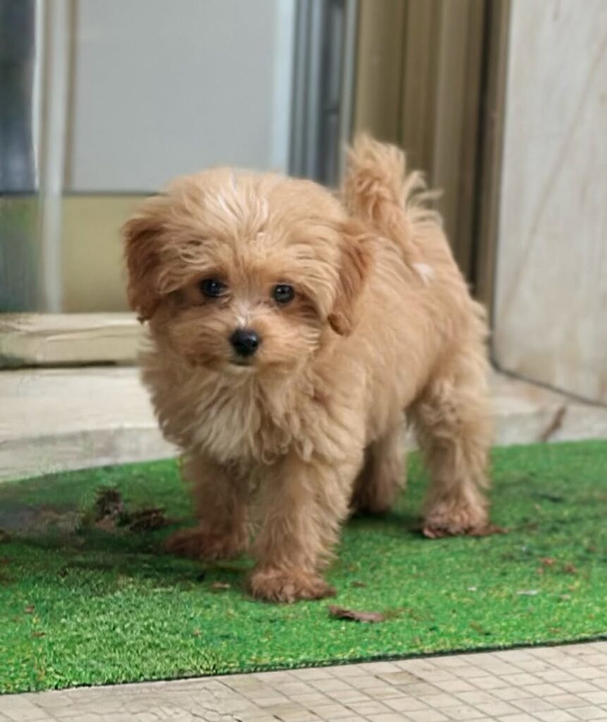 a maltipoo puppy standing outside on a green grass- maltipoo puppy for sale