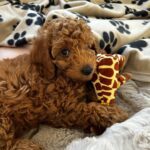 Poodle Puppy on a bed holding a toy - poodle puppies for sale