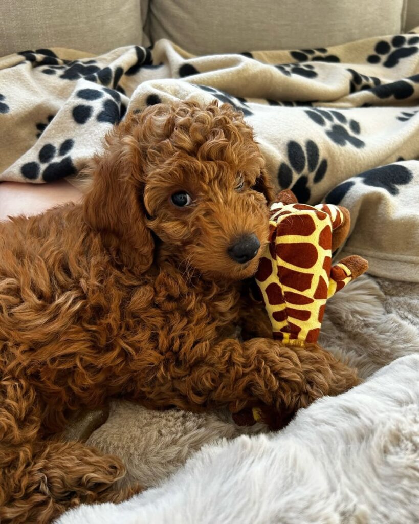 Poodle Puppy on a bed holding a toy - poodle puppies for sale