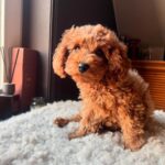 Poodle sitting on a carpet beside the table - poodle puppies for sale