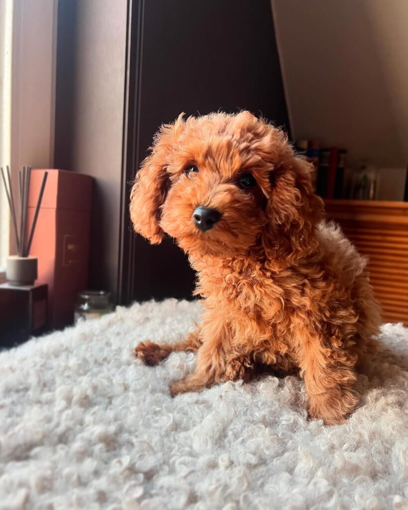 Poodle sitting on a carpet beside the table - poodle puppies for sale