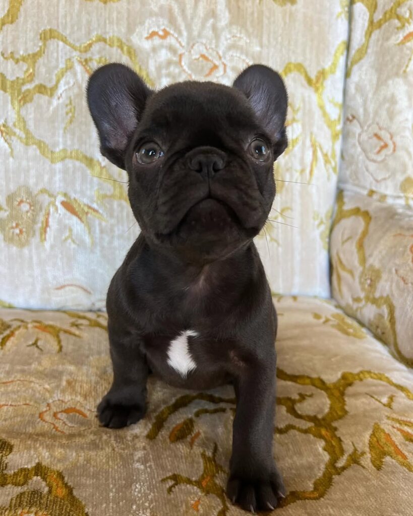 french bulldog looking at the camera - french bulldog for sale