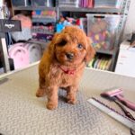 Poodle Puppy standing on a table - poodle puppy for sale