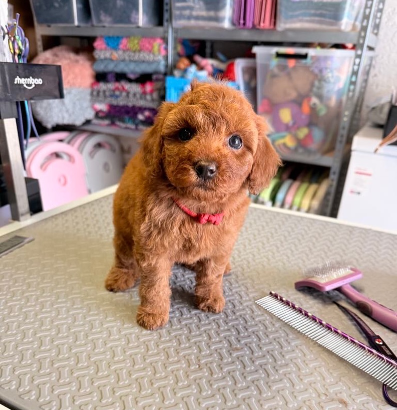 Poodle Puppy standing on a table - poodle puppy for sale