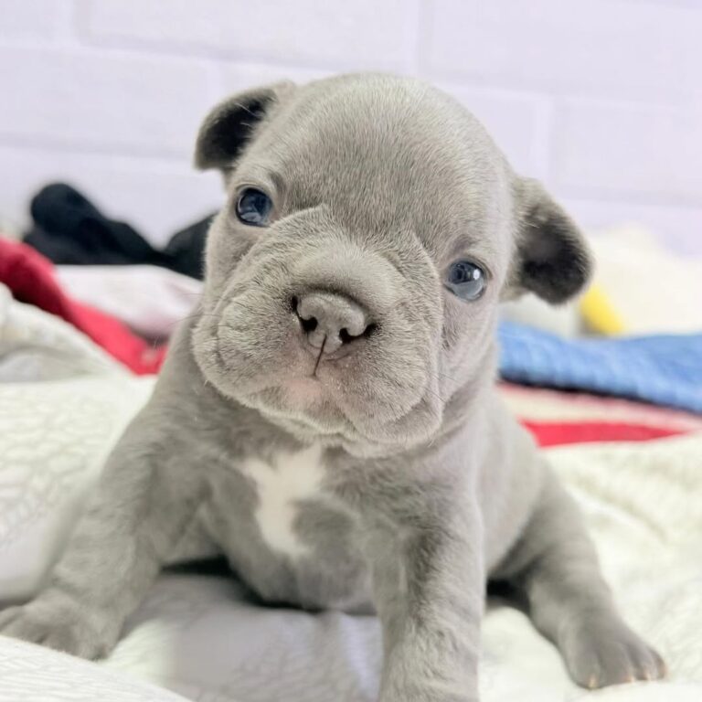 a french bulldog puppy lying on the bed