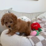 A maltipoo puppy standing on a couch - maltipoo puppy for sale