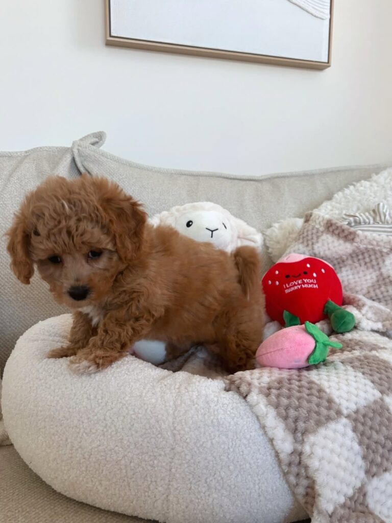 A maltipoo puppy standing on a couch - maltipoo puppy for sale