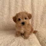 a maltipoo sitting on a couch - maltipoo puppies for sale