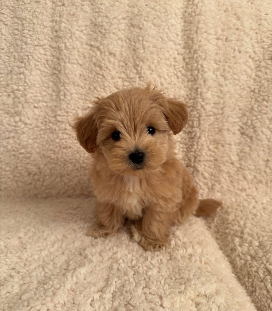 a maltipoo sitting on a couch - maltipoo puppies for sale