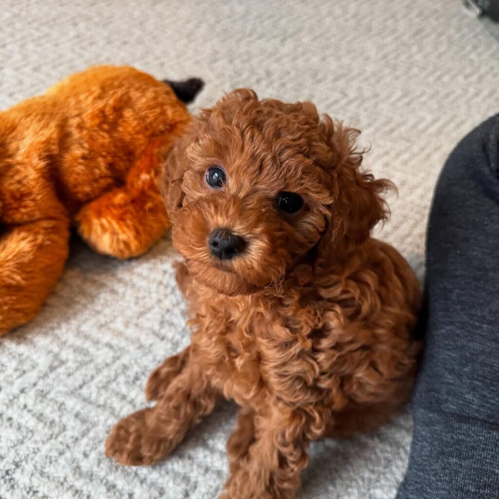 Poodle puppy in a living room - poodle puppies for sale