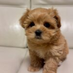A maltipoo puppy sitting on a couch - maltipoo puppy for sale