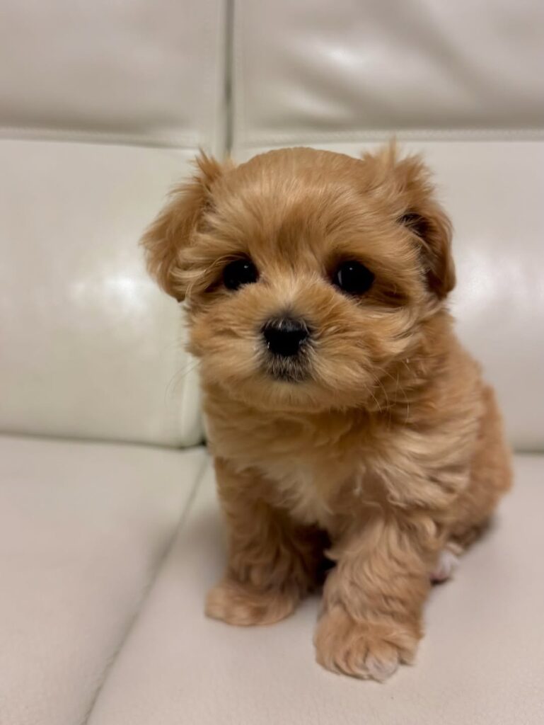A maltipoo puppy sitting on a couch - maltipoo puppy for sale