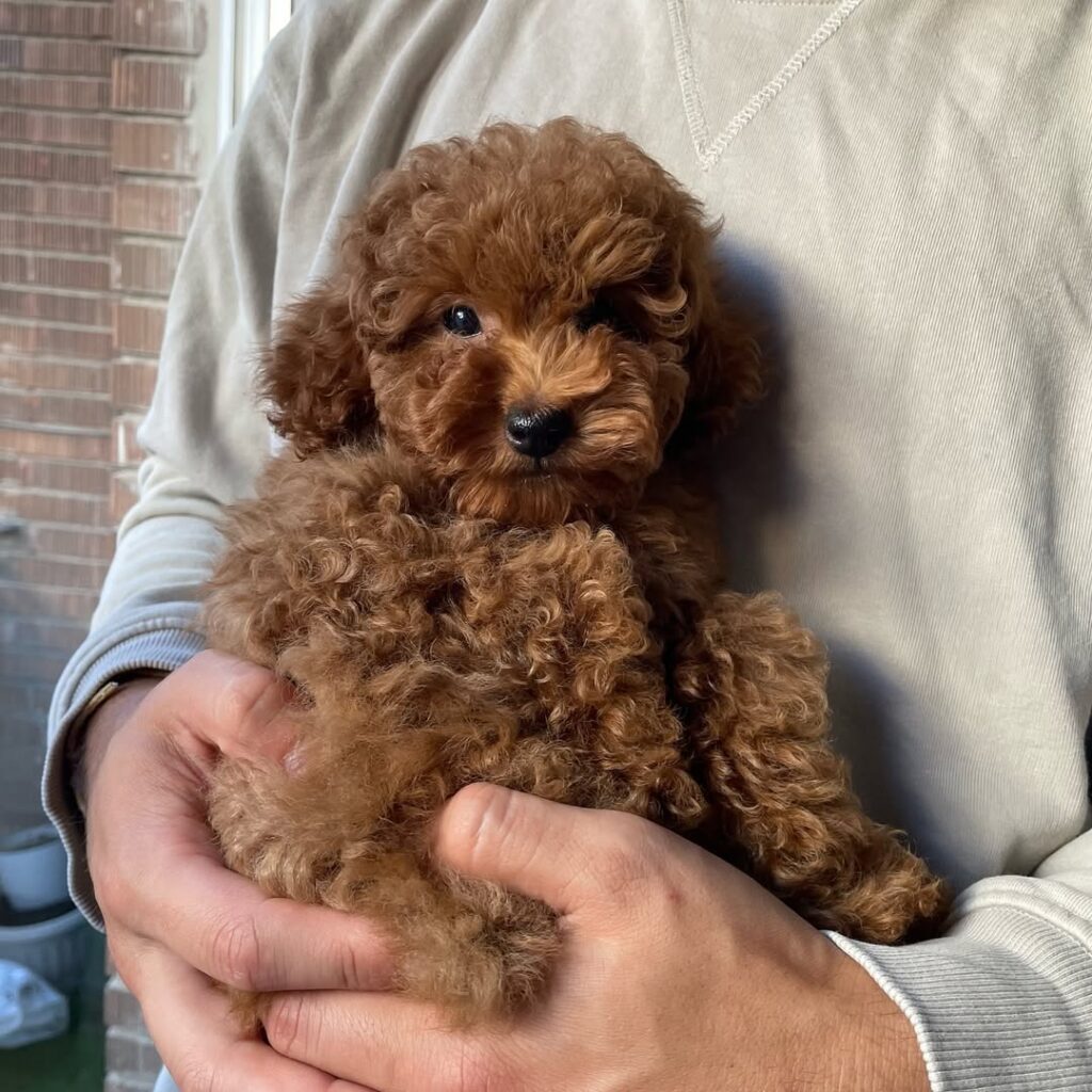 a man holding a poodle puppy- poodle puppies for sale