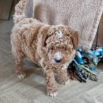Poodle puppy standing beside a table- poodle puppy for sale