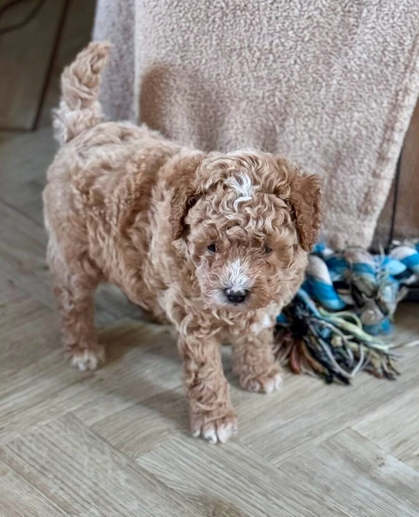 Poodle puppy standing beside a table- poodle puppy for sale