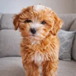 A maltipoo puppy standing on a couch - maltipoo puppy for sale