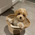 a maltipoo puppy in a basket - maltipoo puppy for sale