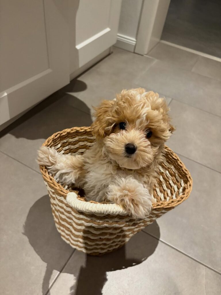a maltipoo puppy in a basket - maltipoo puppy for sale