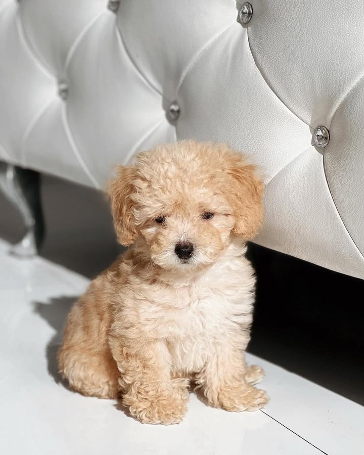 maltipoo puppies for sale