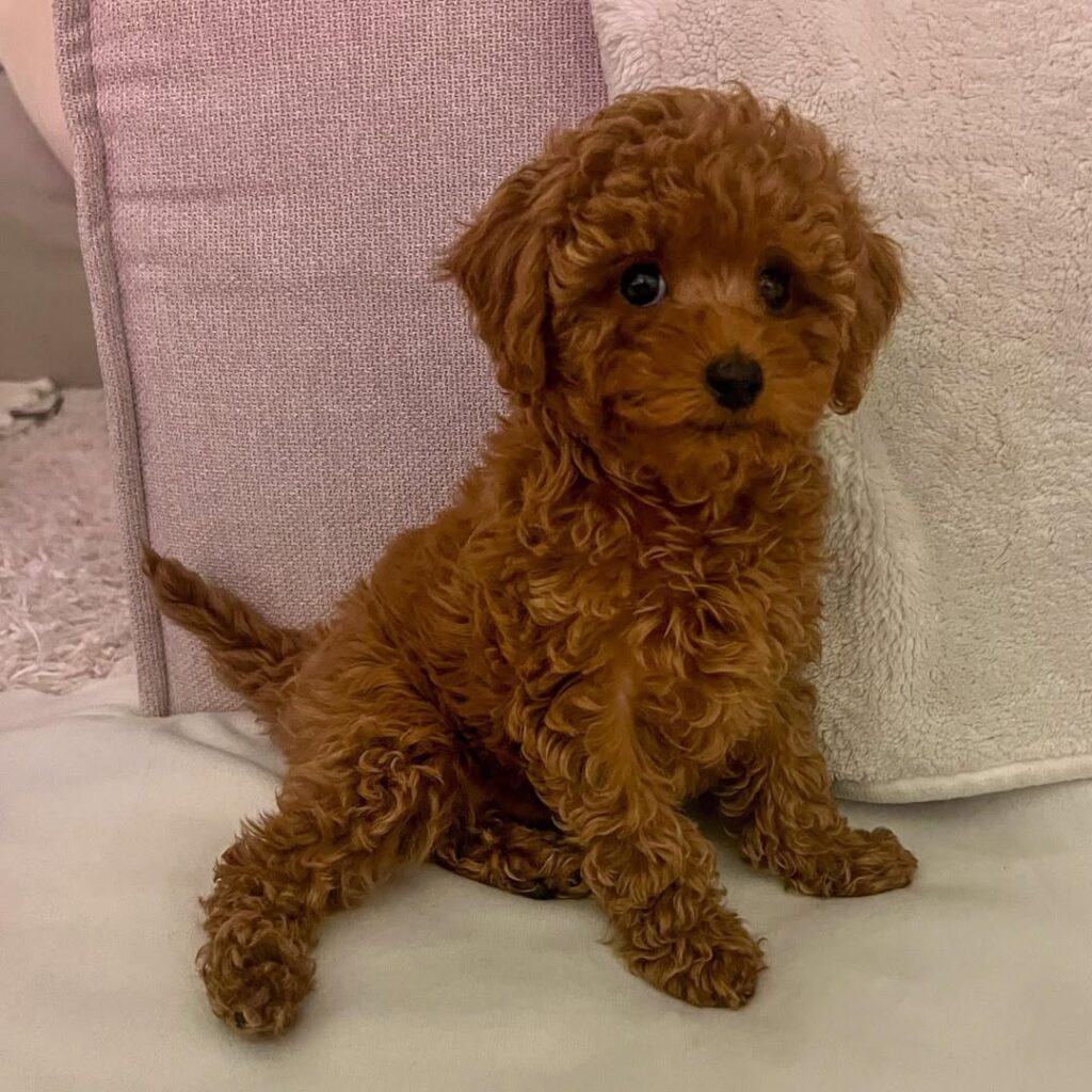 Poodle Puppy on a suffer - poodle puppy for sale